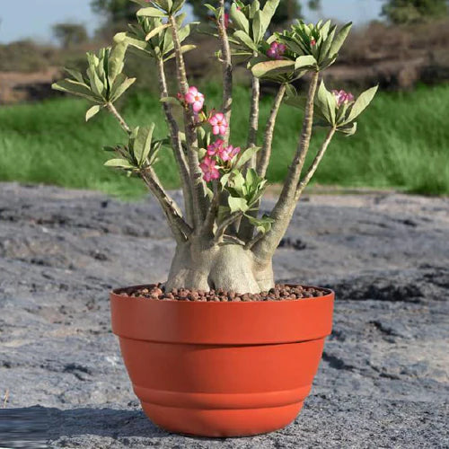 Bowl Pot – Classic Terracotta-Style Planter