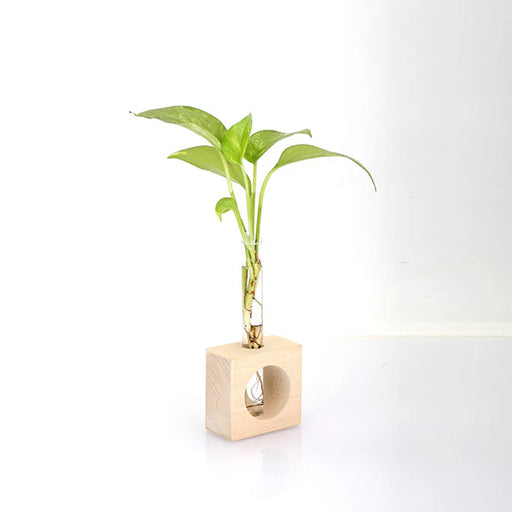 Test Tube Planter – TTP1