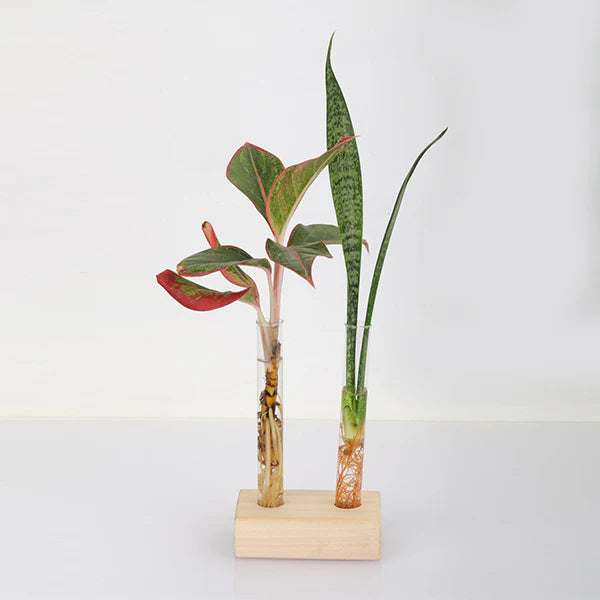 Test Tube Planter – TTP2