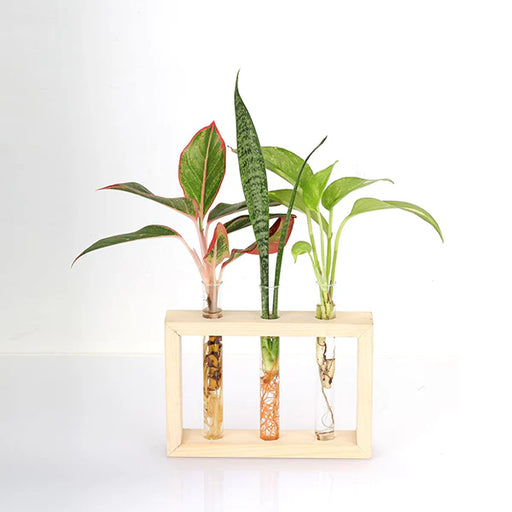 Test Tube Planter – TTP4