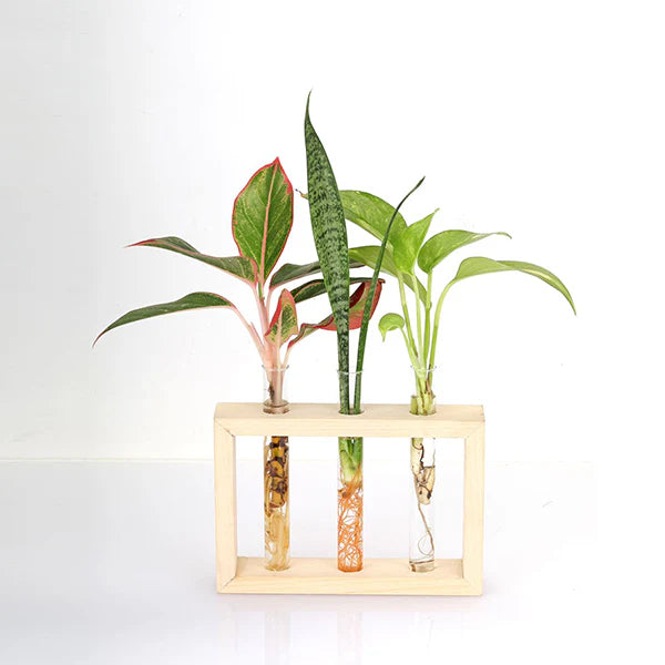 Test Tube Planter – TTP4