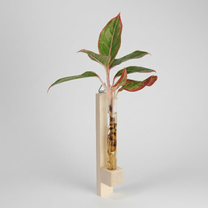 Test Tube Planter – TTP6