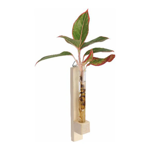 Test Tube Planter – TTP6