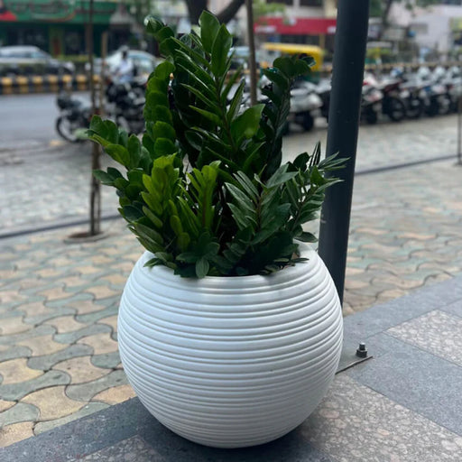 Jupiter Big Pot