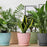Flower Pot with Bottom Tray
