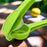 Practical lemon squeezer with built-in opener
