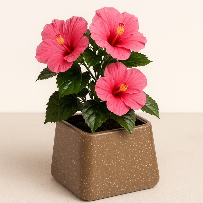 ROTO Tiny Pot – Modern Compact Planter for Stylish Spaces
