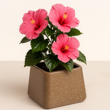 ROTO Tiny Pot – Modern Compact Planter for Stylish Spaces
