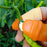 Close-up of V thumb cutter for peeling vegetables.