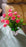 Wild Artificial Flower Plant for Home & Office Decor (1 Pc, Cute Pot)