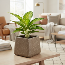 Aglaonema Plant with 4 Pots Set