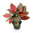 Aglaonema Plant