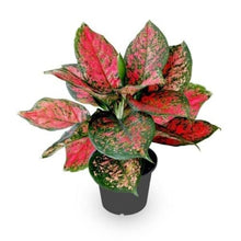 Aglaonema Plant with 4 Pots Set