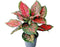 Aglaonema Plant