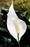 Peace Lily Plant