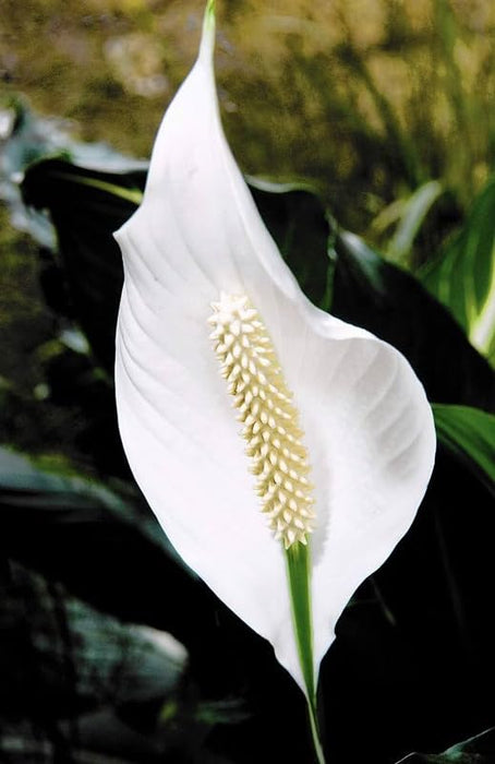 Peace Lily Plant