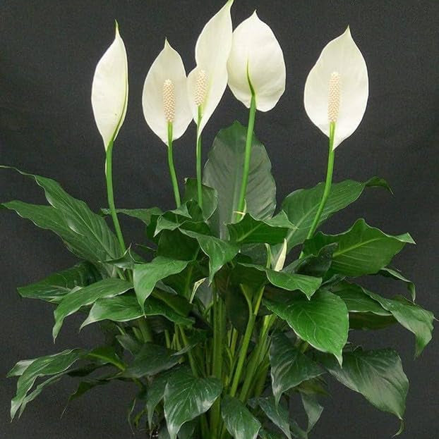 Peace Lily Plant