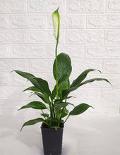 Peace Lily Plant
