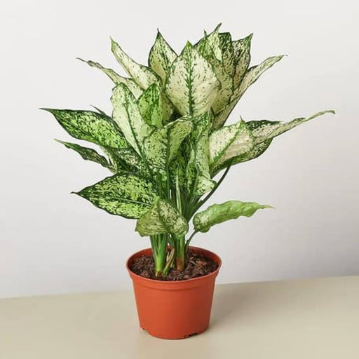 Aglaonema Plant