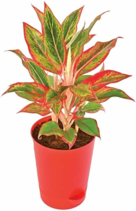 Aglaonema Plant