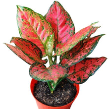 Aglaonema Plant