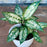 Aglaonema Plant