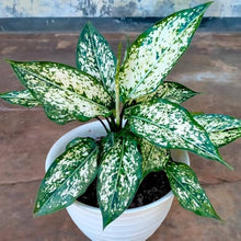 Aglaonema Plant
