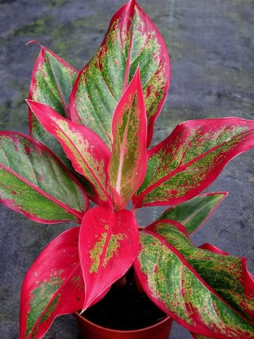 Aglaonema Plant