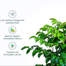 Red Machira Live Plant with 4 Designer Pots Combo (Set of 5)