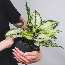 Aglaonema Plant