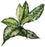 Aglaonema Plant