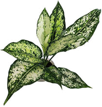 Aglaonema Plant
