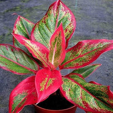 Aglaonema Plant