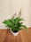 Peace Lily Plant