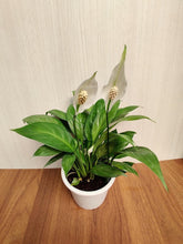 Peace Lily Plant