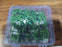 Plant Climbing Wall Fixture Clip Self-Adhesive Hook (40 Pcs Set / With plastic box)