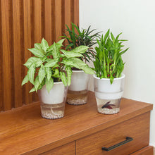 Roots in Clarity – 3 Clear Pots