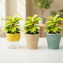 Decorative Lobello Cone Painted Pots – Set of 3 with Philodendron Ceylon Golden Indoor Plant