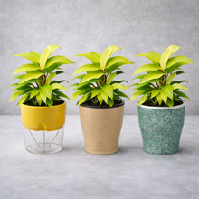 Decorative Lobello Cone Painted Pots – Set of 3 with Philodendron Ceylon Golden Indoor Plant