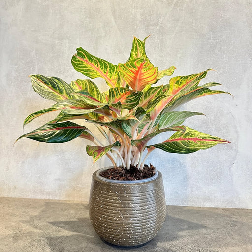 ROTO Tiny Pot – Modern Compact Planter for Stylish Spaces