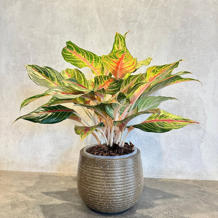 ROTO Tiny Pot – Modern Compact Planter for Stylish Spaces