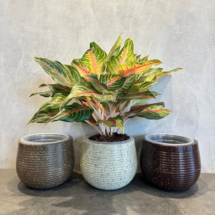 ROTO Tiny Pot – Modern Compact Planter for Stylish Spaces