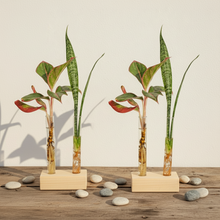 Test Tube Planter – TTP2 - Set of 2