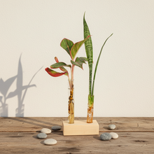 Test Tube Planter – TTP2 - Set of 2