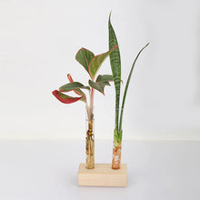 Test Tube Planter – TTP2 - Set of 2