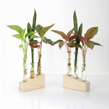 Test Tube Planter – TTP3 - Set of 2