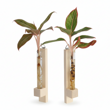 Test Tube Planter – TTP6 - Set of 2