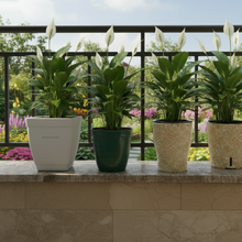 Peace Lily Plant + 4 Designer Pots | Roto Dove White, Eco, Cone Painted & Cube Painted