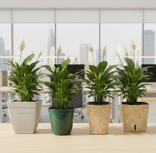 Peace Lily Plant + 4 Designer Pots | Roto Dove White, Eco, Cone Painted & Cube Painted