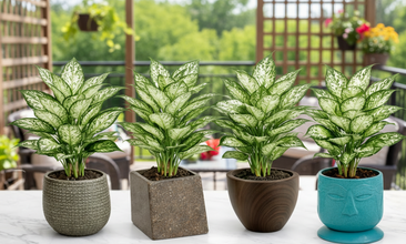 Aglaonema Plant with 4 Pots Set